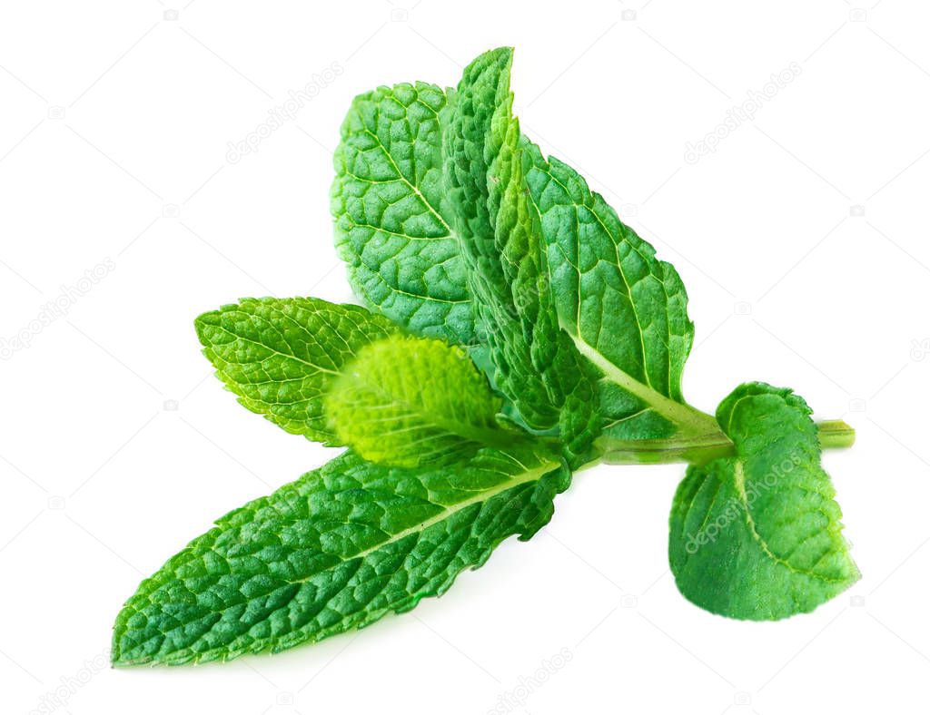 Mint Isolated. Peppermint leaf on a white   background.  Macro