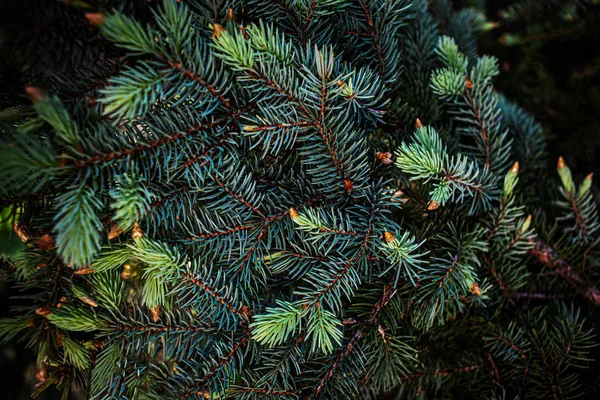 Árbol de abeto navideño ramas fondo. Navidad festiva frontera de — Foto de Stock