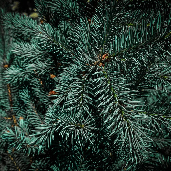 クリスマスツリーの枝で作られた創造的なレイアウトがクローズアップ。フェスティブ — ストック写真