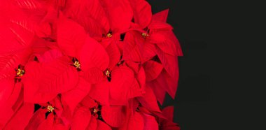  Noel Yıldızı Çiçek Kırmızı Poinsettia. Copyspace. Üstte görüntü