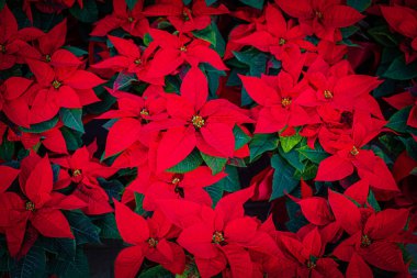 Poinsettia Çiçeği. Noel Sembolü - Red Poinsettia bir Backgr olarak