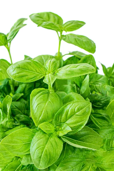 Fresh basil plant with green leaves in a pot. Basil  isolated on