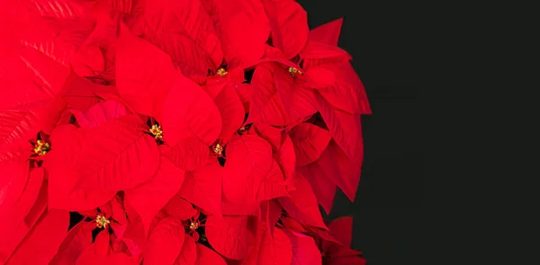 Weihnachtsstern Blume roter Weihnachtsstern. Kopierraum. Ansicht von oben — Stockfoto