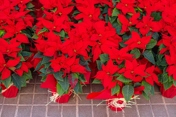 Poinsettia v hrnci. Red poinsettia květiny na vánočním znamení — Stock fotografie