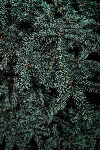 Primo piano dell'albero di Natale con rami di abete. Natale festivo B — Foto Stock