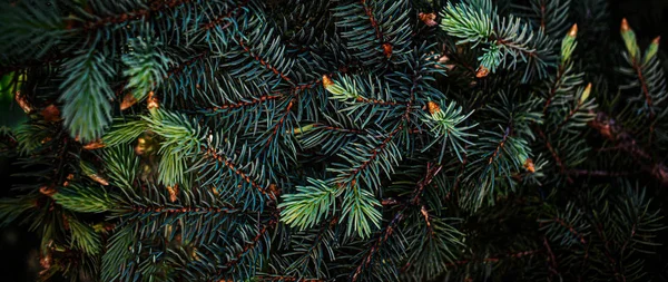 Creative layout made of Christmas tree branches close up. Festiv — Stock Photo, Image