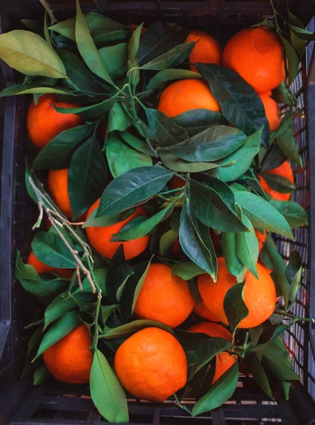 Zralý mandarinky tangerin, Clementin s listy v košíku přes — Stock fotografie
