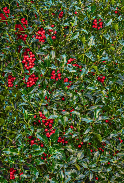 Christmas Holly Background with Red Berries.  Traditional Xmas p — Stock Photo, Image