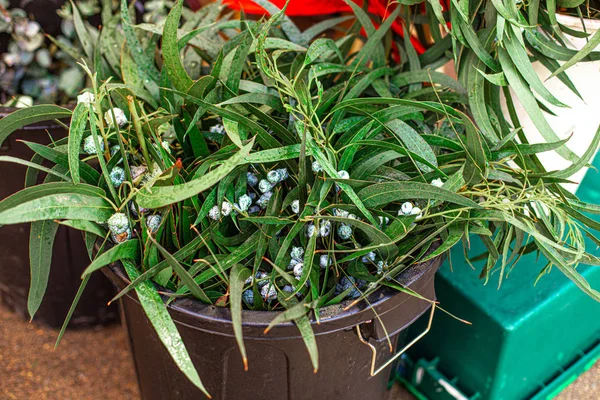 Un montón de plantas de muérdago navideño en un mercado en Europa. Omel. — Foto de Stock