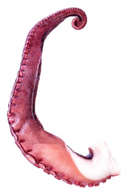 Beyaz arka planda izole edilmiş ahtapot tentacles. Taze Ahtapot