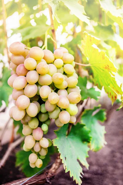 Uva Blanca en un viñedo de cerca. Ramo de uvas maduras en la granja — Foto de Stock