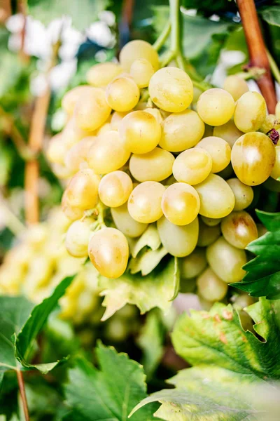 Uva Blanca en un viñedo de cerca. Ramo de uvas maduras en la granja — Foto de Stock