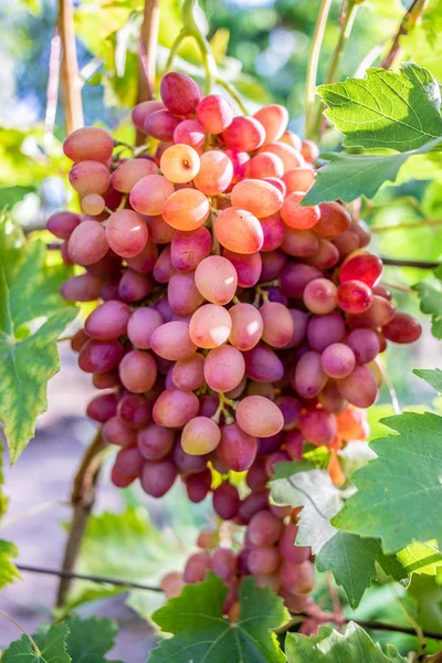 Roze druif in een wijngaard close-up. Stelletje rijpe rode wijn druif — Stockfoto
