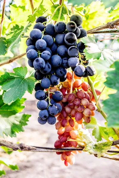 Uvas azules y rosadas en un viñedo de cerca. Grapa de vino tinto maduro — Foto de Stock