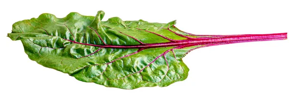 Zelenina Rhubarb izolovaná na bílém pozadí. Nová červená Rýna — Stock fotografie