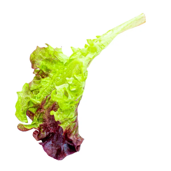 Lettuce leaves isolated on white background. Fresh Salad leaf cl — Stock Photo, Image