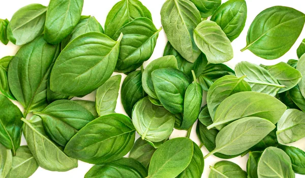 Creative layout made of Organic Basil herb leaves isolated on wh — Stock Photo, Image