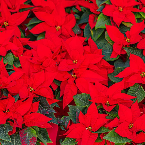 锅里的庞塞提亚圣诞标志上的红蓬塞蒂娅花 — 图库照片
