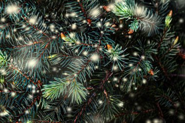 Kar ile Noel ağacı dalları. Şenlikli Xmas geniş duvar kağıdı  