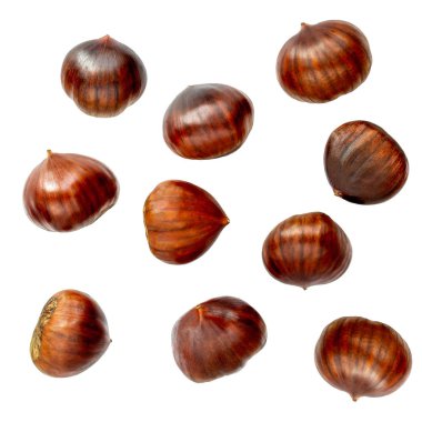 Kestane Deseni. Beyaz backgrou izole Kavrulmuş Kestane
