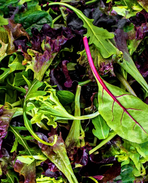 Misture folhas de salada Padrão. Salada fresca com espinafre, acelga, deixe — Fotografia de Stock