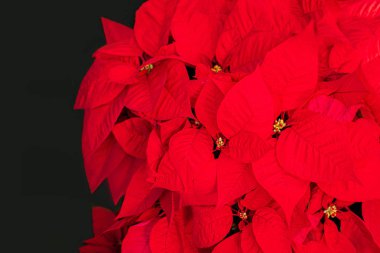  Noel Yıldızı Çiçek Kırmızı Poinsettia. Copyspace. Üstte görüntü