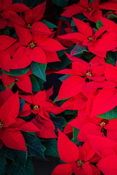 Weihnachtssterne blühen. Weihnachtssymbol - roter Weihnachtsstern als Backgr — Stockfoto