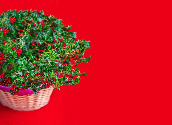 Christmas Holly with Red Berries on a Xmas market.  Traditional — Stock Photo, Image