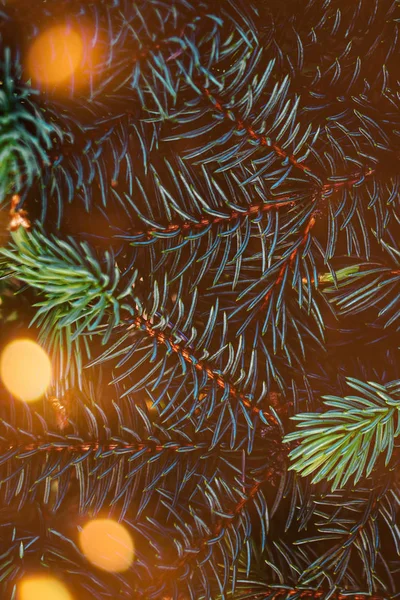 Layout criativo feito de ramos de árvore de Natal com g abstrato — Fotografia de Stock