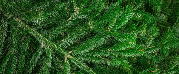 Kerst groene boomtakken close up. Feestelijke Xmas grens voor — Stockfoto