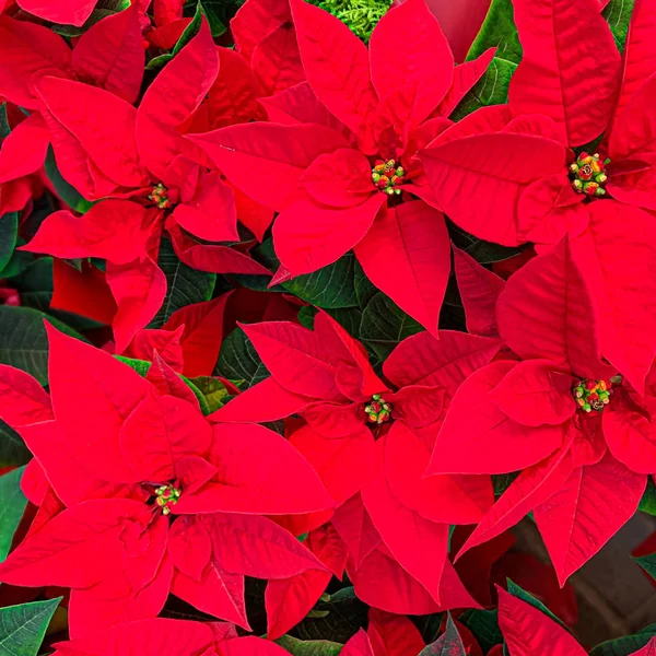 Vánoční poinsettia jako pozadí. Květinka červená — Stock fotografie