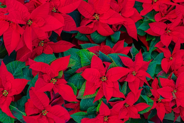 Flor de Poinsettia. Símbolo de Navidad - Poinsettia roja como un Backgr — Foto de Stock