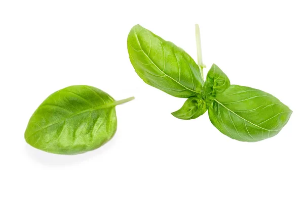 Basil herb leaves isolated on white background. — Stock Photo, Image