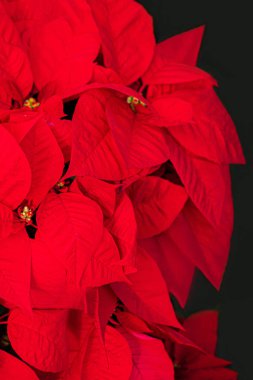  Noel Yıldızı Çiçek Kırmızı Poinsettia. Copyspace. Üstte görüntü