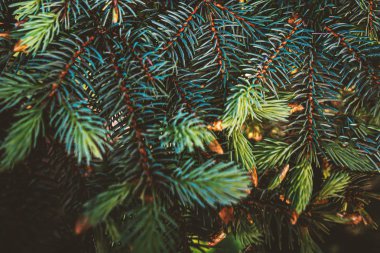 Noel köknar ağacı dalları arka plan. Şenlikli Xmas sınırı 