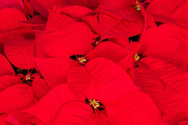 Karácsonyi csillag virág Red Poinsettia. Copyspace (másolat). Felülnézet — Stock Fotó