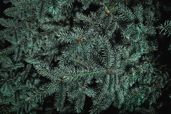 Creative layout made of Christmas tree branches close up. Festiv — Stock Photo, Image