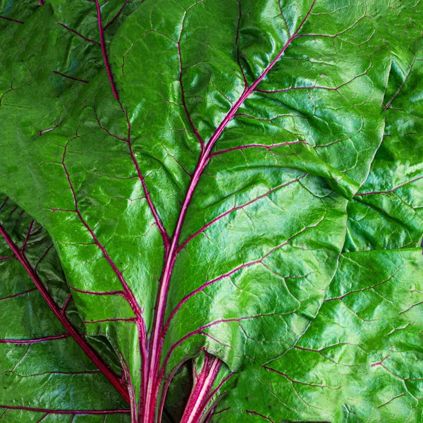 Ruibarbo sobre fundo preto. Hastes de ruibarbo vermelho fresco com verde — Fotografia de Stock