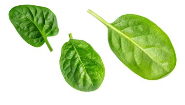 Ispanak. Beyaz arka planda izole edilmiş ıspanak yapraklarından oluşan yaratıcı bir düzen. Üst Manzara. Düz yatıyordu.