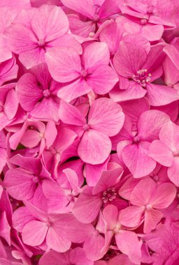 Arka plan olarak Pembe Hortensiya (Hydrangea makrophylla). Hortensiya çiçek deseni