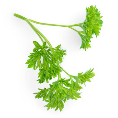 Maydanoz. Beyaz arka planda yeşil maydanoz yaprakları var. Üst Manzara. Düz yatıyordu