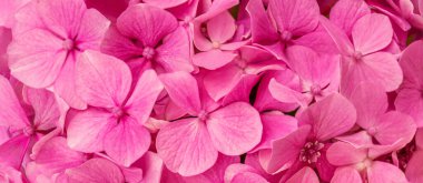 Arka plan olarak Pembe Hortensiya (Hydrangea makrophylla). Hortensiya çiçeği makrosu