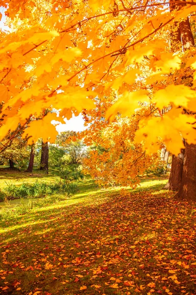 Autunno Scena Autunnale Con Foglie Cadenti Bellissimo Parco Autunnale Con — Foto Stock