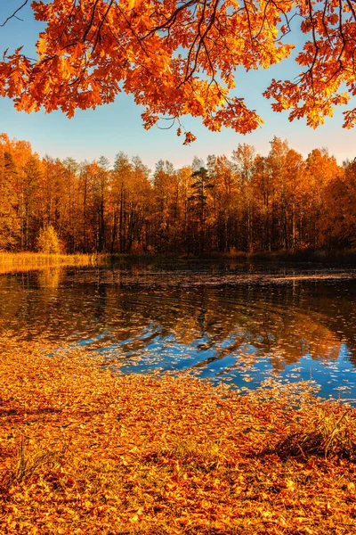 紅葉と湖の美しい秋の公園 — ストック写真