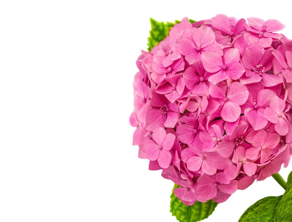 Pembe Hortensiya Çiçeği Hydrangea Makrophylla Beyaz Arka Planda Izole Edilmiş — Stok fotoğraf