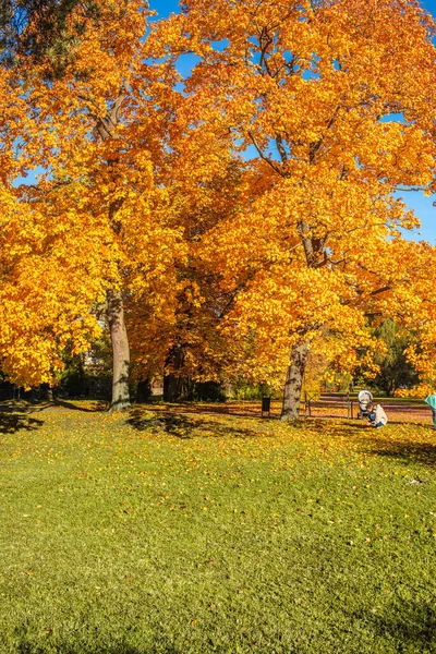 Herfst Herfstscène Met Vallende Bladeren Prachtig Herfstpark Met Esdoornbomen — Stockfoto