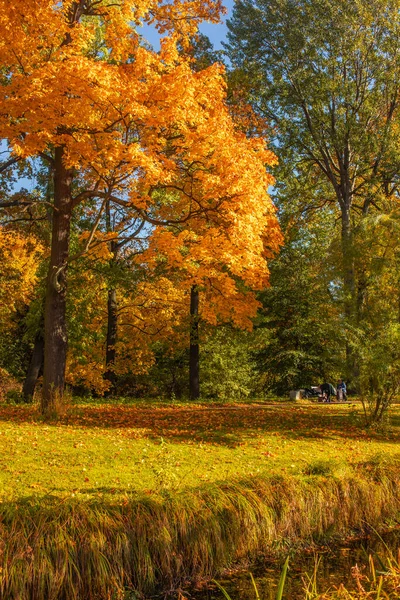 黄金の葉と秋のシーンは 秋の木々 牧草地 青空と太陽の輝くビーム 美しい田園風景 — ストック写真