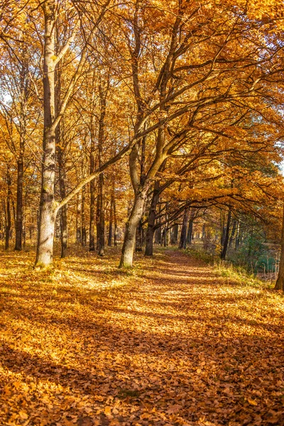 Herfsttafereel Met Gouden Bladeren Herfstbomen Weide — Stockfoto