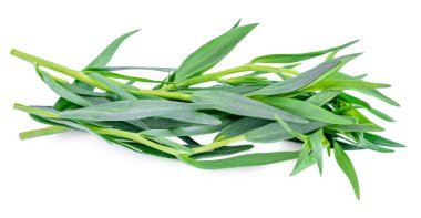 Tarhun otları beyaz arka planda izole bir şekilde kapanır. Taze tarhun yaprakları makro