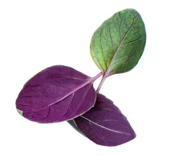 Feuilles Basilic Violet Vert Isolées Sur Fond Blanc Herbes Basilic — Photo
